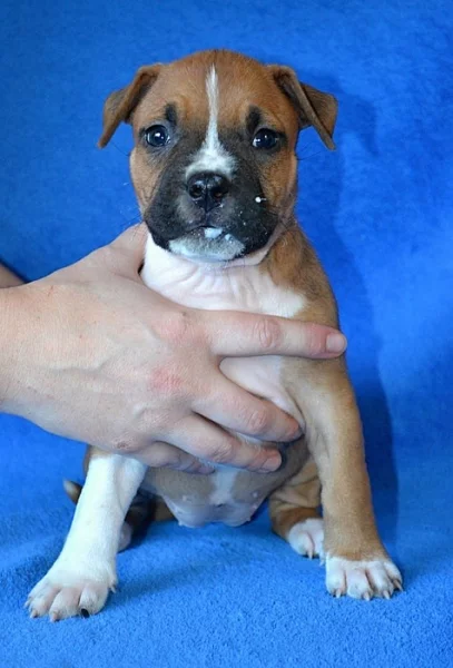 Americký stafordšírský teriér s PP